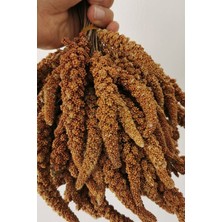 Eslem Tohumculuk Dal Darı-Doğal Kızıl Daldarı Kuş Yemi 1 kg