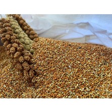 Hanımeli Pet Store Hanımelipetstore Dal Darıdan Elenmiş Kızıldarı 1kg