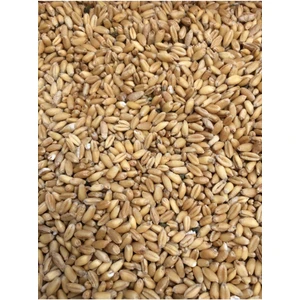 Çavgalar Tavuk Yemlik Buğday Çavgalar Tavuk ve Kuş Için Elenmiş Yemlik Buğday 5 kg