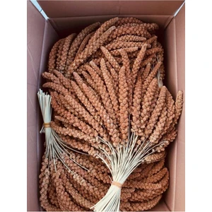 Kızıl Dal Darı Protein Deposu Organik Kuş Yemi ( 2 kg )