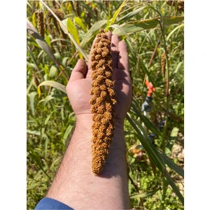 Altin Ekin Doğal Kızıl Daldarı 1 kg (Tilki Kuyrugu)