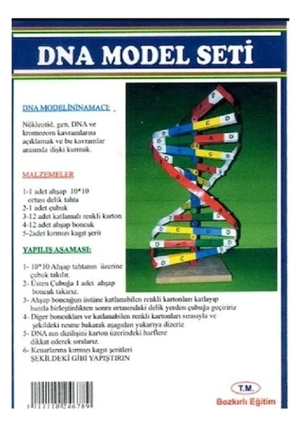 Dna Model Seti