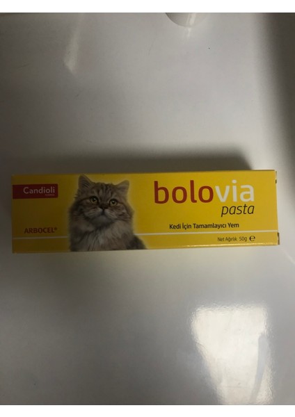 Bolovia Kedi Maltı