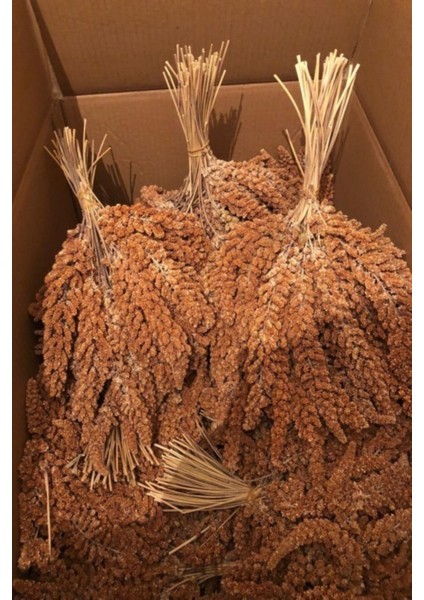 Kızıl Dal Darı 1 kg Yeni Mahsul Daldarı