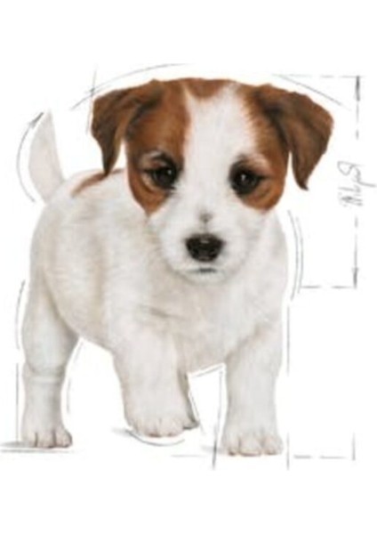 Mini Puppy Küçük Irk Yavru Köpek Maması 2 kg