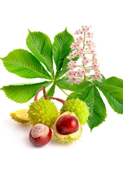 At Kestanesi Ekstraktı ( Horse Chestnut ) 2 Adet