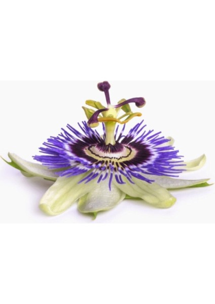 Passiflora ve Kediotu Ekstraktı Takviye Edici Gıda 30 Kapsül
