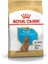 Puppy Poodle Caniche Yavru Köpek Maması 3kg 1