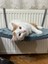 Kedi Yatağı, Petek Kalorifer Radyatör Yatağı Askılı Kedi Yatağı Hamağı Terası (47X 27,5 cm 18 Kg) 1