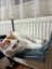 Kedi Yatağı, Petek Kalorifer Radyatör Yatağı Askılı Kedi Yatağı Hamağı Terası (47X 27,5 cm 18 Kg) 2