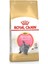 Kitten British Shorthair Yavru Kedi Maması 2kg 1