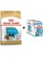 Shih Tzu Puppy Yavru Köpek Maması 1.5 kg + 12 Adet Yaş Mama 1