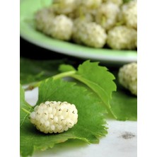 Çermik Fidancılık 7 Adet Yediveren Beyaz Dut Fidanı Aşılı