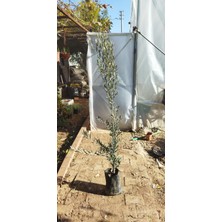 Berke Fidancılık Gemlik Zeytin Fidanı