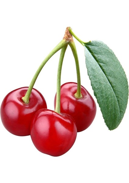 6 Adet Aşılı Vişne Fidanı 3 Yaşcc
