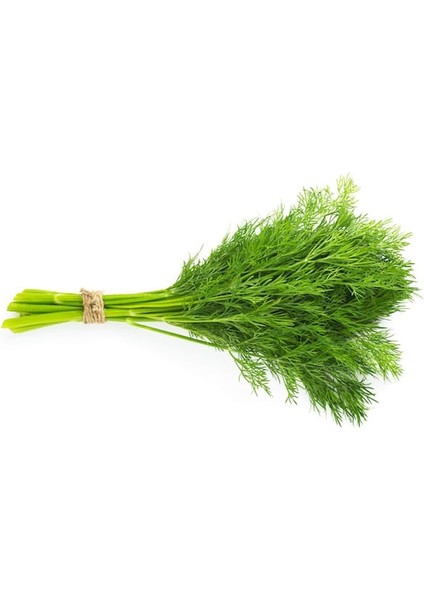 Yerli Dereotu Tohumu (Açık Tohum) - 25 Gram (Gr) - (Ortalama 10000 Adet Tohum)