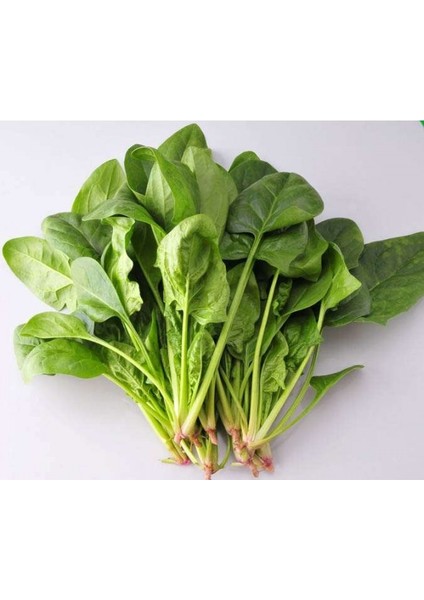 Yerli Matador Ispanak Tohumu (Açık Tohum – 25GR) - Yaklaşık 2000 Adet fiyatları