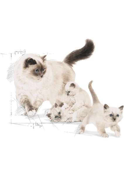 Mother & Babycat Yavru Kedi Maması 4 kg
