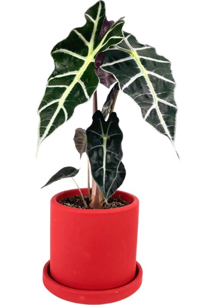 Fil Kulağı Bitkisi - Alocasia Polly- Ruby Kırmızı Saksılı