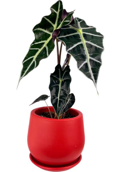 Fil Kulağı Bitkisi - Alocasia Polly- Curvy Kırmızı Saksılı