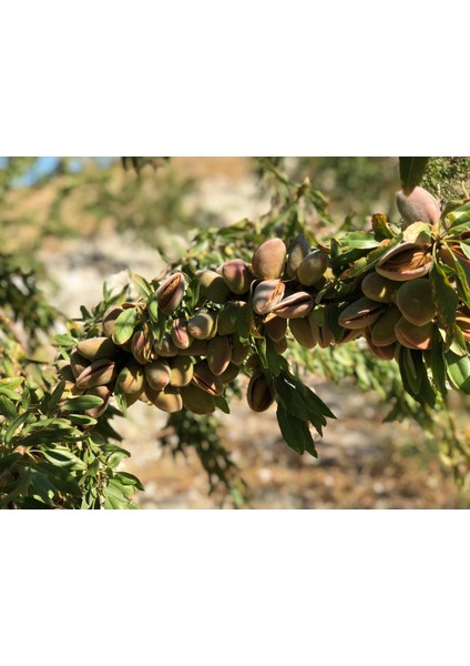 Seymen Bademliği organik çiğ badem 500 gr