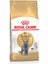British Shorthair Kedi Maması 4 kg 1