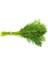 Yerli Dereotu Tohumu (Açık Tohum) - 25 Gram (Gr) - (Ortalama 10000 Adet Tohum) 1