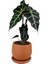 Fil Kulağı Bitkisi - Alocasia Polly- Curvy Terra Cotta Saksılı 1