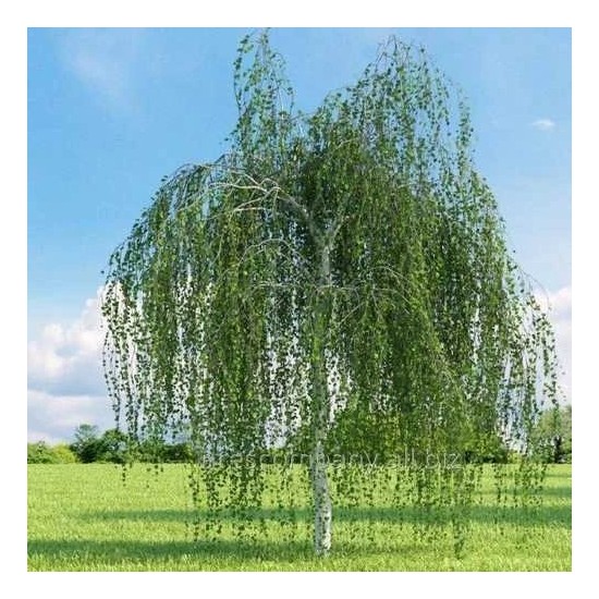 Bah evilya Hu A ac Fidan 100 1200 Cm Boylar nda Fiyat bah-evilya-hu-a-ac-fidan-100-1200-cm-boylar-nda-fiyat