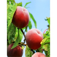 Çermik Fidancılık 4 Adet Aşılı Şeftali Fidanı 3 Yaş