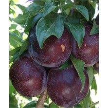 Çermik Fidancılık 3 Adet Kırmızı Erik Fidanı 3 Yaş