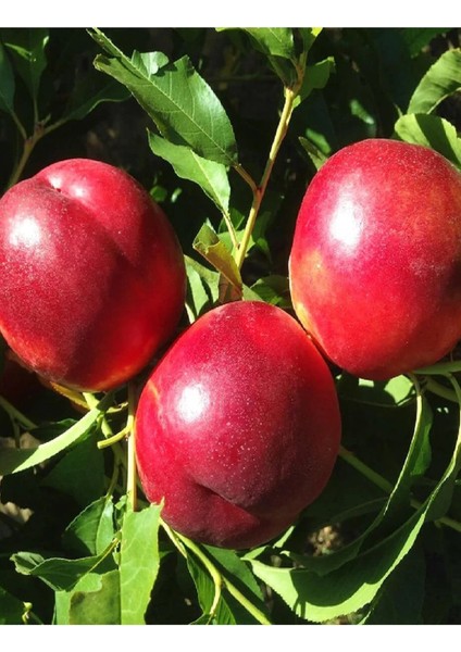 2 Adet Aşılı Tüysüz Şeftali ( Nektarin ) Fidanı