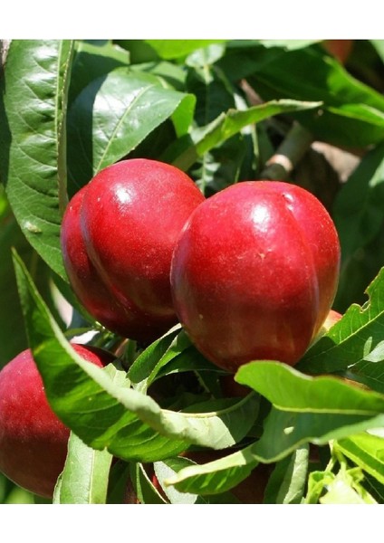 2 Adet Aşılı Tüysüz Şeftali ( Nektarin ) Fidanı