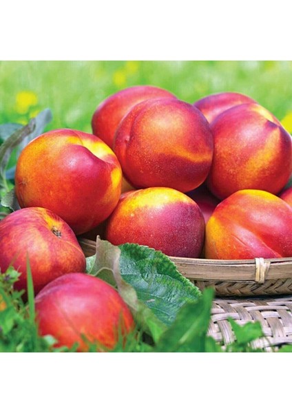 10 Adet Aşılı Tüysüz Şeftali ( Nektarin ) Fidanı