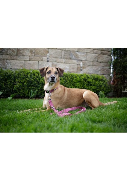 Köpek Gezdirme Kayışı Colorado Fuşya 200CM x 25MM
