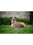 Köpek Gezdirme Kayışı Colorado Fuşya 200CM x 25MM 3