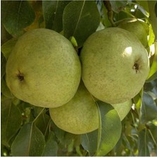 Çermik Fidancılık 3 Adet Bodur Aşılı Ankara Armut Fidanı 3 Yaş