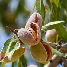 Fidan & Peyzaj - Non-Pareil Badem Fidanı (150 Cm. Boy. / Açık Köklü)