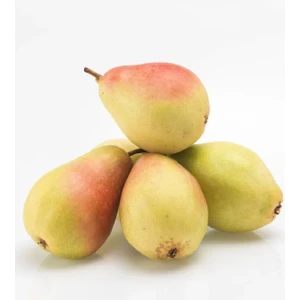 Çermik Fidancılık 4 Adet Bodur Aşılı Santa Maria Armut Fidanı 3 Yaş