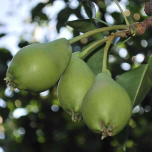 Fidan & Peyzaj Akça Armut Fidanı (150 Cm. Boy / Açık Köklü)
