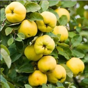 Fidan & Peyzaj - Eşme Ayva Fidanı (150 Cm. Boy / Açık Köklü)