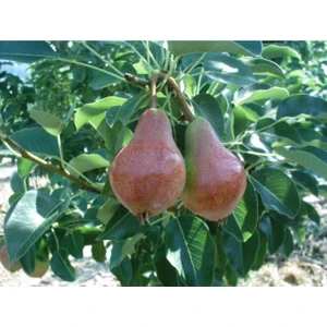 Fidan & Peyzaj - June Beauty Armut Fidanı (140 - 150 Cm. Boy / Açık Köklü / Seçkin Çeşit)