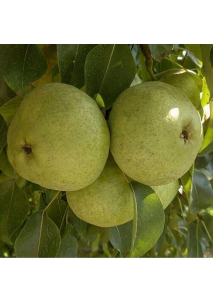 7 Adet Bodur Aşılı Ankara Armut Fidanı 3 Yaş