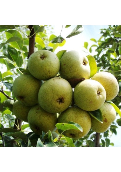 7 Adet Bodur Aşılı Ankara Armut Fidanı 3 Yaş modelleri
