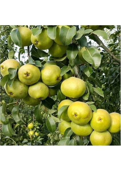 7 Adet Bodur Aşılı Ankara Armut Fidanı 3 Yaş fırsatları