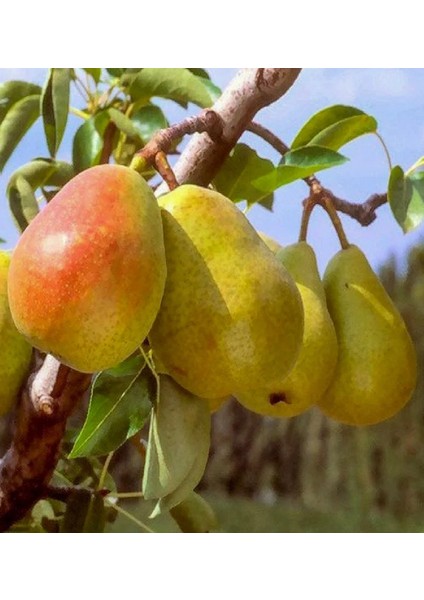 9 Adet Bodur Aşılı Santa Maria Armut Fidanı 3 Yaş