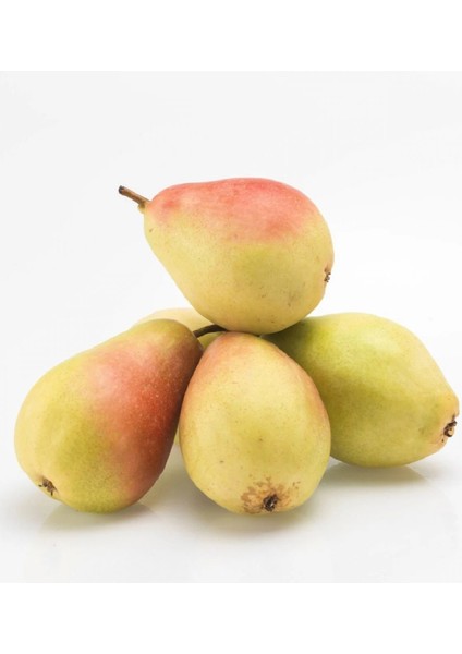 9 Adet Bodur Aşılı Santa Maria Armut Fidanı 3 Yaş fiyatları