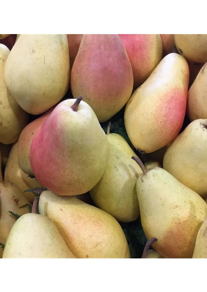 9 Adet Bodur Aşılı Santa Maria Armut Fidanı 3 Yaş modelleri