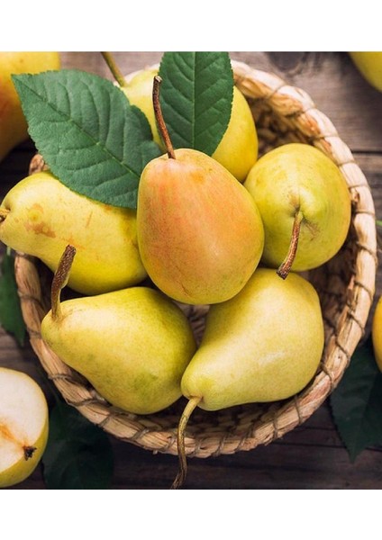 10 Adet Bodur Aşılı Santa Maria Armut Fidanı 3 Yaş