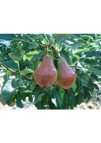 - June Beauty Armut Fidanı (140 - 150 Cm. Boy / Açık Köklü / Seçkin Çeşit)